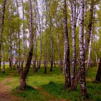 В берёзовой роще май . :: Мила Бовкун