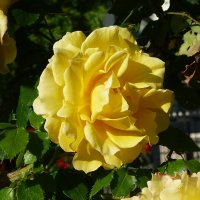 Желтая роза :: Лидия Бусурина
