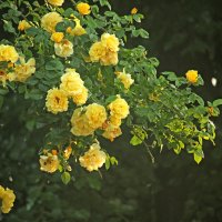 Жёлтые розы. :: barsuk lesnoi