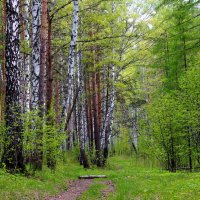 В весеннем лесу... :: Анна Суханова