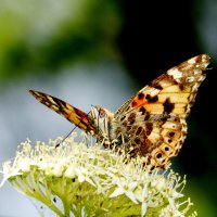 бабочки майского луга 5 :: Александр Прокудин