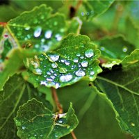 Капли дождя на осиновых листьях :: Сергей Чиняев 