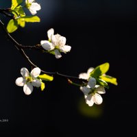 Цветы вишни в солнечном свете :: Александр Синдерёв