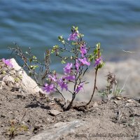 На берегу Братского моря :: Людмила Ковалева