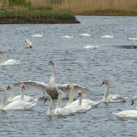 Лебеди-шипуны на озере :: Алексей Сметкин