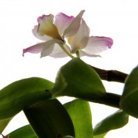 Моя Орхидея-2 :: Любовь 
