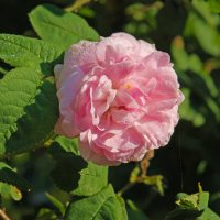 Роза душистая, или Роза чайная :: barsuk lesnoi