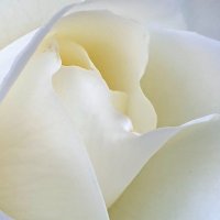 Мир белой розы :: Александр Скамо