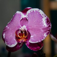Орхидея :: Дмитрий Сиялов