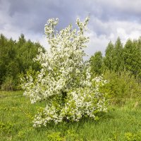 Яблонька :: Галина Новинская