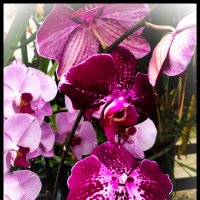 Орхидеи :: Татьяна Блинова