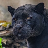 Черный ягуар / пантера / :: Владимир Габов