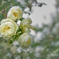 Белый шиповник ( роза) :: Larisa Freimane