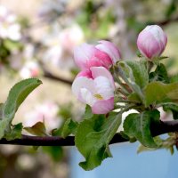 цветы яблони :: татьяна 