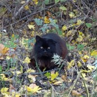 Черный кот. :: Зоя Чария