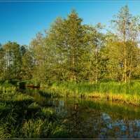24 мая 2019 года, река Дрезна :: Андрей Дворников