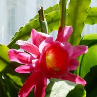 Цветок кактуса :: Лидия Бусурина