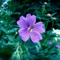 Цветочек по имени Виолетта! :: Александра павловская