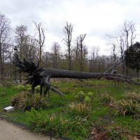 Скульптура поваленного дерева :: Natalia Harries