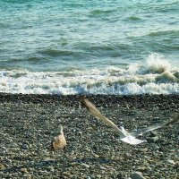 Море и чайки :: Татьяна Р 