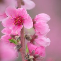 Розовая весна. :: Svetlana Sneg