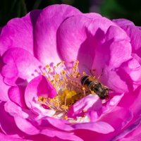 Шиповник и пчелка :: Елена Иванова