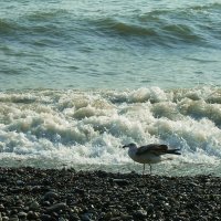 Море, волны, одинокая чайка :: Татьяна Р 