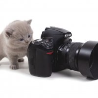 Даже котятам нравится Nikon!) :: Светлана Акифьева 