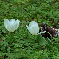Любитель белых тюльпанов. :: Татьяна Помогалова