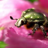 Зелёный жук :: Радмир Арсеньев