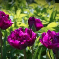 Фиолетовые тюльпаны :: lady v.ekaterina