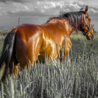 Лошадь — это поэзия в движении :: владислав завадич