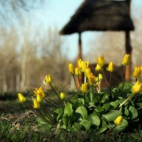 Весна :: Роман Савоцкий
