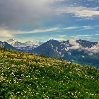 альпийские луга :: Elena Wymann