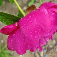Запахи пионов после дождя :: Лидия (naum.lidiya)