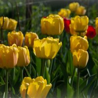 Желтые тюльпаны :: lady v.ekaterina