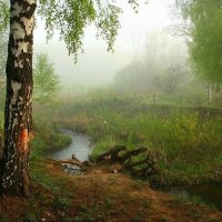 Утро в подмосковном лесу :: san05 -  Александр Савицкий