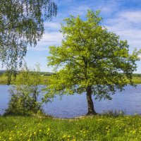 На берегу озера :: Галина Новинская