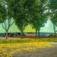 YELLOW FLOWERS IN FRONT OF THE GARAGE. ЖЕЛТЫЕ ЦВЕТОЧКИ ПЕРЕД ГАРАЖОМ :: Сергей Янович Микк