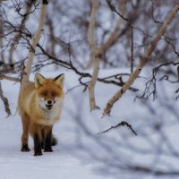 Из серии "Про Лису" :: Евгений Молчановский