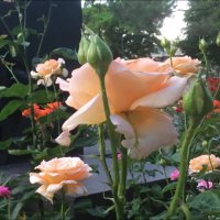 Роза чайная! :: Надежда 