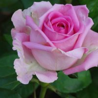 Розы мая... :: Тамара (st.tamara)