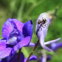муравей на цветке IMG_0312 :: Олег Петрушин