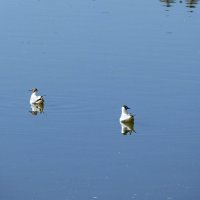 просто.. две чайки в воде.. ) :: Марина Буренкова