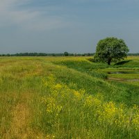 Жара, июнь ..... :: Андрей Дворников