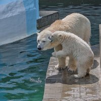 *** :: Владимир Габов