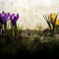 Весна :: Роман Савоцкий
