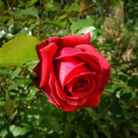 Красная роза - эмблема Любви! :: Galina Dzubina