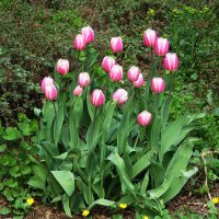 Цветы аптекарского огорода - тюльпаны :: Маргарита Батырева