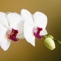 Орхидея :: Kliwo 